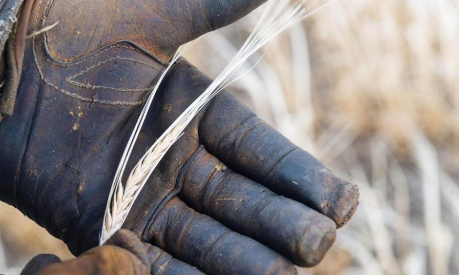 A head of poor-quality malt barley taken directly from a field in Power, Mont. Heat and a lack of water resulted in small and light kernels. Grain rejected for malt barley often ends up as animal feed. Photo: Tony Bynum