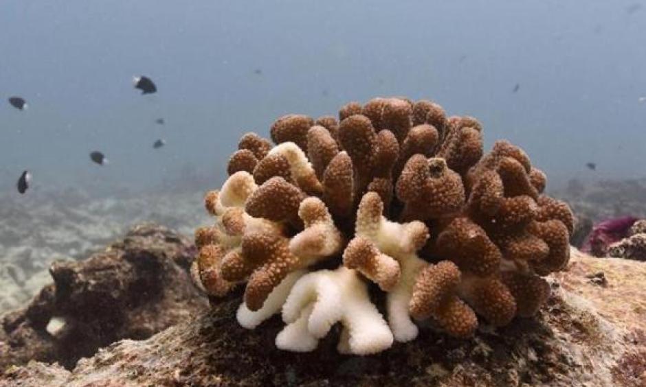 A photo provided by the University of Victoria shows dying cauliflower coral on the sea floor around Kiritimati. Photo: University of Victoria, Associated Press