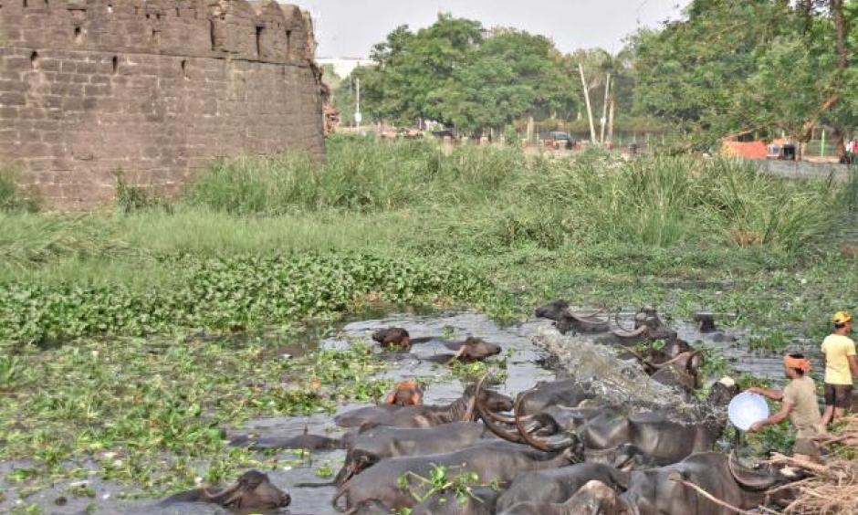 Beating the heat: Buffalos cooling off in a puddle of water in the moat of the Kalaburagi Fort on Sunday. Photo: Arun Kulkarni
