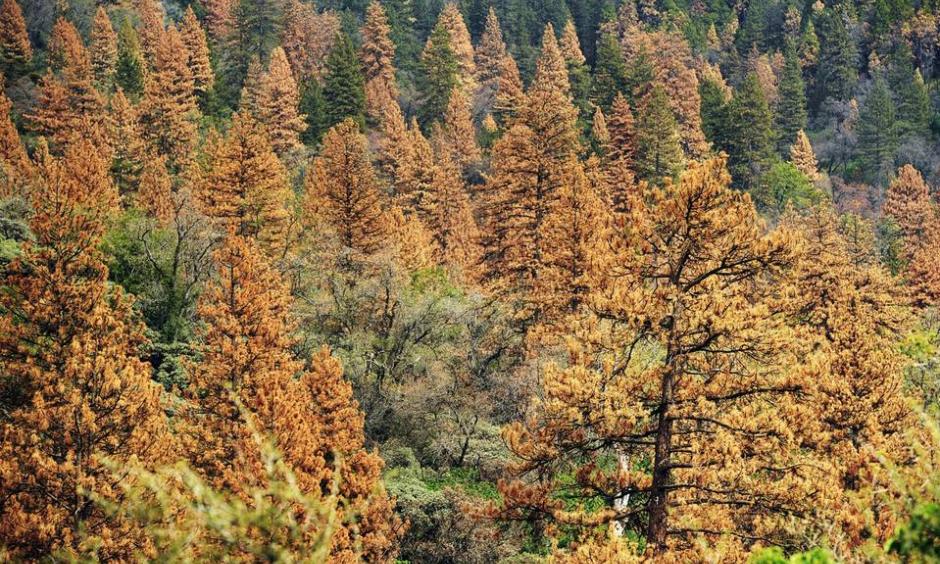 Trees are dying at a rapid rate in portions of the Sierra Nevada because of drought and bark beetles. Photo: Eric Paul, Zamora / Zuma Press