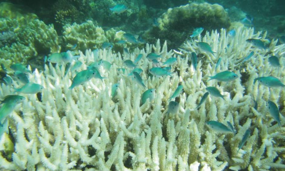 Bleached staghorn coral. Photo: Dr Jodie Rummer
