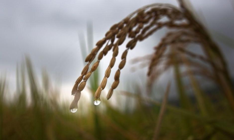 In this May 25, 2015 file photo, drops of rain hang from the tip of a rice stalk before harvest in Burha Mayong village, about 50 kilometers (31 miles) east of Gauhati, India. Photo: Anupam Nath, AP