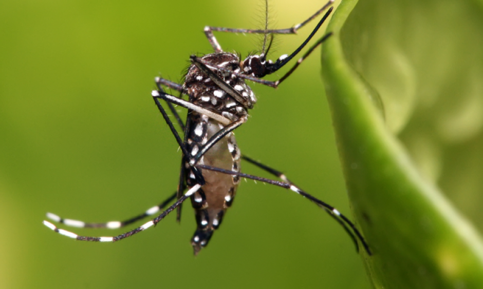 Image: Mongabay Environmental News