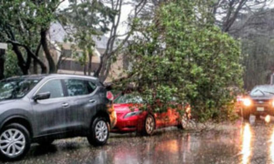 A combination of harsh wind and heavy rain knocks a tree onto a Pacifica, California vehicle. Photo: Michael O'Brien, Twitter