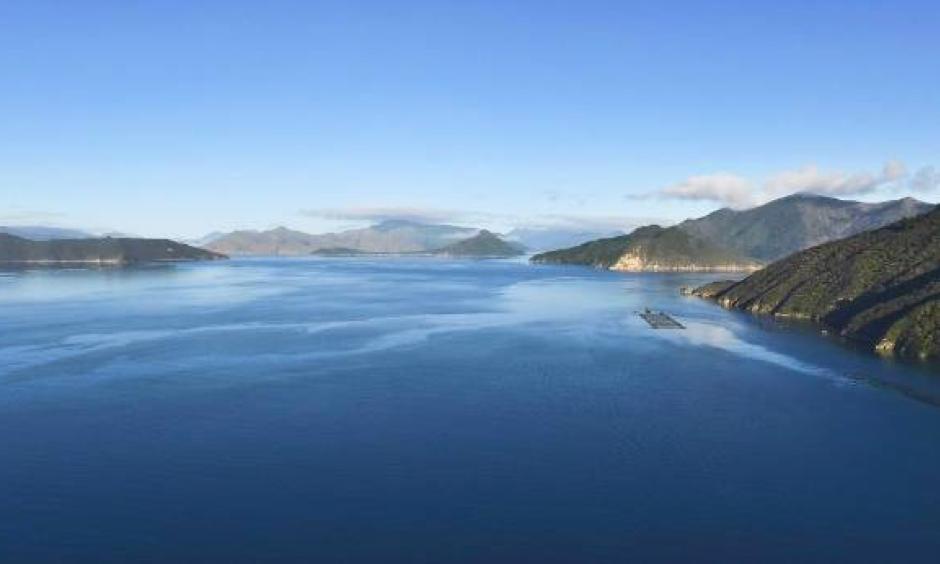 A salmon farm in the Pelorus Sound. Greater acidity could stunt the growth of finfish larvae. Photo: Stuff