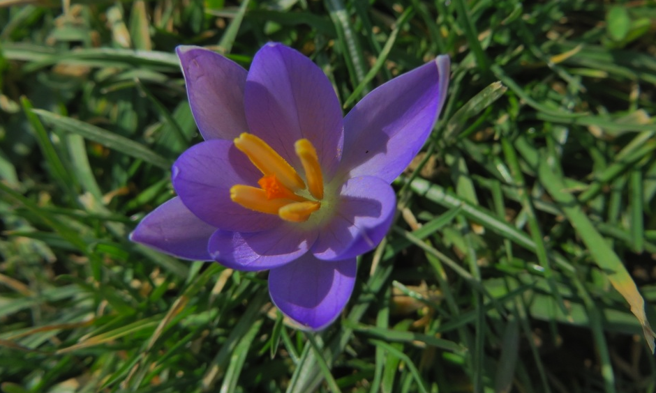 Spring in February? A crocus blooms in Dravosburg, Pennsylvania on February 20, 2017. Photo: Wunderphotographer gingyb