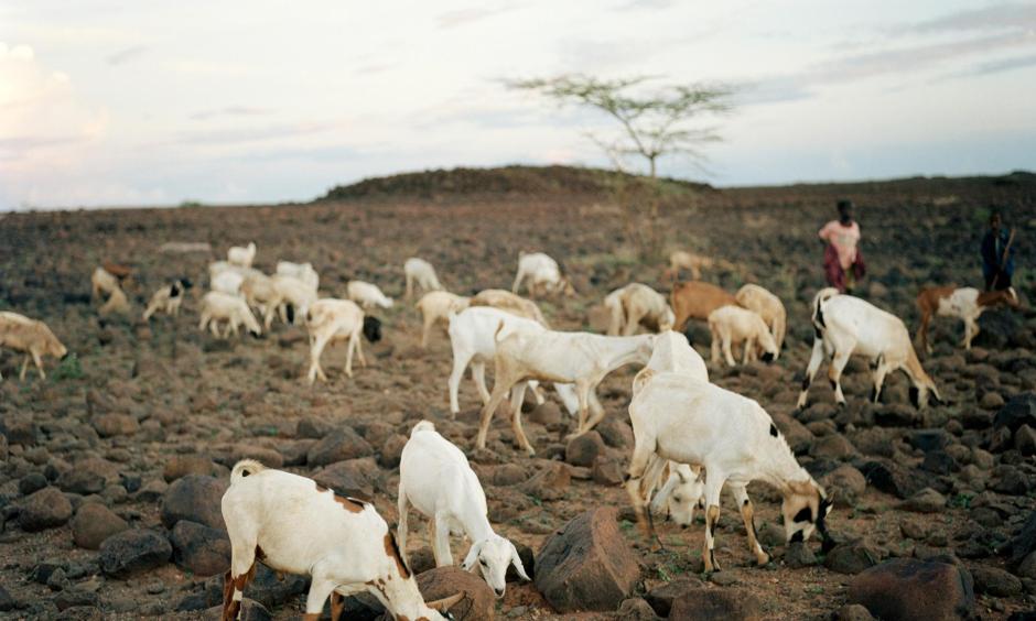 Goats graze on a hillside in Kalacha, Kenya, after rain brought some relief from a grueling three-year drought. Photo: Gideon Mendel, Corbis via Getty Images