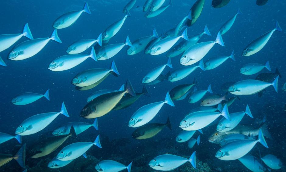 A school of surgeon fish swim in Tubbataha Reefs Natural Park. Photo: David Doubilet, Nat Geo Image Collection