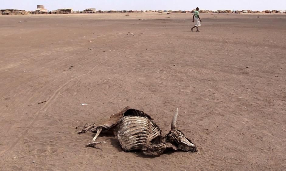 Drought is ravaging Ethiopia's Somali region. Photo: Tiksa Negeri, Reuters