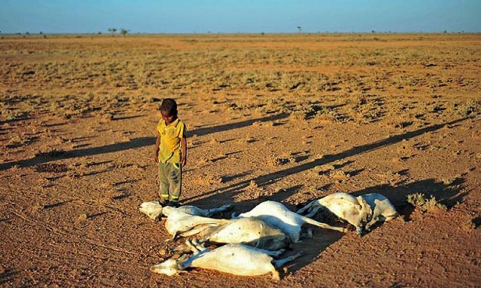 A boy looks at dead goats in a dry land close to Dhahar in Puntland, northeastern Somalia, on December 15, 2016. Drought in the region has severely affected livestock for local herdsmen. Photo: Abdi Waham, AFP, Getty Images