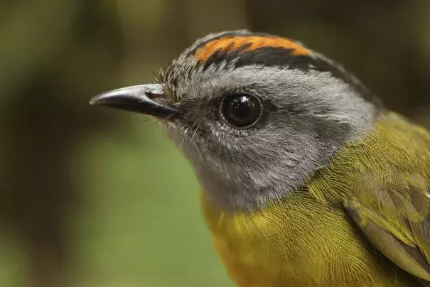 This 2017 photo provided by Graham Montgomery shows a russet-crowned warbler in the Cerro de Pantiacolla mountain in Peru. The high-elevation tropical species lives only near the top of the mountain (above 1350 meters). Between 1985 and 2017, biologists estimate a 72% decline in population on this mountain, as climate change shrinks habitat for ridgetop birds. A new study on mountaintop extinctions was published Monday, Oct. 29, 2018, in PNAS. Photo: Graham Montgomery, AP