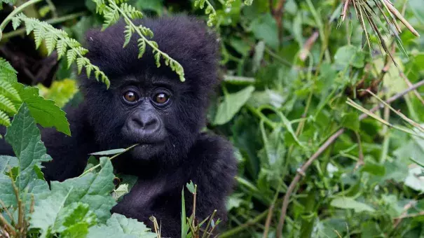Gorillas are covered by the UN's Convention on Migratory Species of Wild Animals. The report notes: "Historically, deforestation and loss of Mountain Gorilla ... habitat in Uganda has been caused by agricultural expansion." (Credit: Ivan Lieman/AFP via Getty Images)