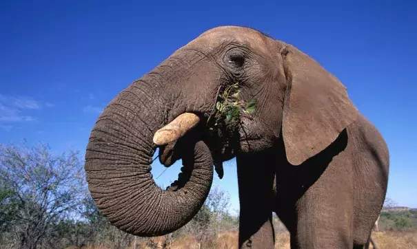 Prolonged drought in Swaziland has left Hlane national park without enough food for elephants and rhinos. Photo: Martin Harvey, Gallo Images, CORBIS