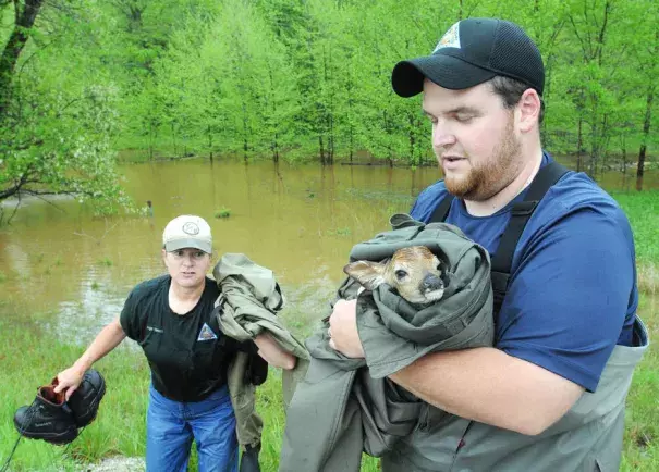 Missouri Department of Conservation workers Angie Volmert and Kyle Case worked to rescue a fawn that was stuck in some debris in Asher Hollow directly across from the main entrance at Meramec Spring Park on Sunday afternoon. Photo: Salem News