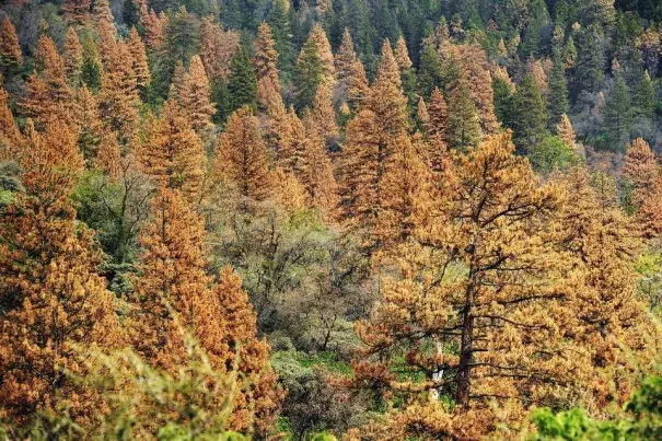 Trees are dying at a rapid rate in portions of the Sierra Nevada because of drought and bark beetles. Photo: Eric Paul, Zamora / Zuma Press