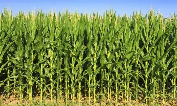 Corn is not what’s behind this heat wave. Photo: iStock