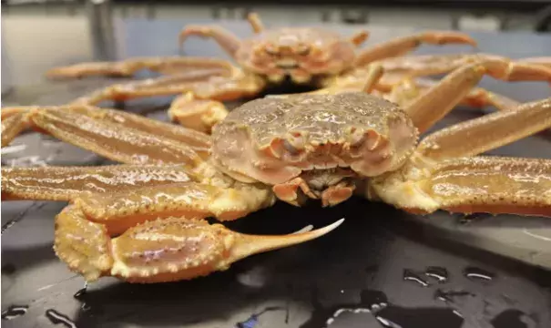 The years 2018 and 2019 saw record-breaking ocean temperatures, which led to a boom in snow crabs before a quick plummet. (Credit: NOAA Fisheries/AFP/Getty Images via The Guardian)