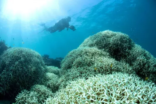 A diver films a reef affected by bleaching off Lizard Island in the Great Barrier Reef. Image: XL Catlin Seaview Survey via AFP, Getty Images
