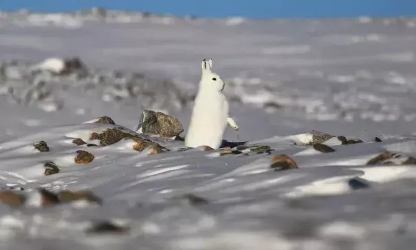 A snowshoe hare stands near Thule air base in Pituffik, Greenland. Photo: Mario Tama, Getty Images