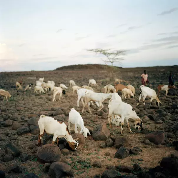 Goats graze on a hillside in Kalacha, Kenya, after rain brought some relief from a grueling three-year drought. Photo: Gideon Mendel, Corbis via Getty Images