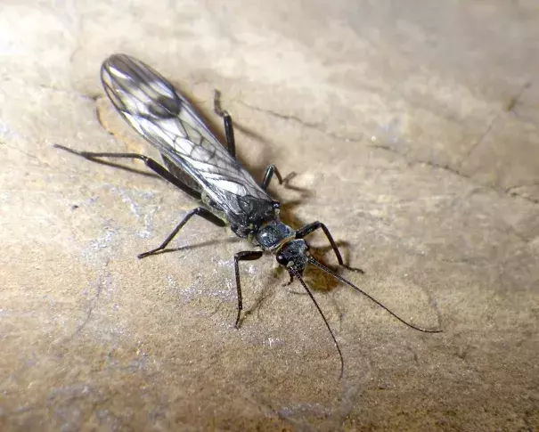 The western glacier stonefly, which is only found in Glacier National Park, is being imperiled by retreating ice flows due to climate change. Photo: U.S. Geological Survey