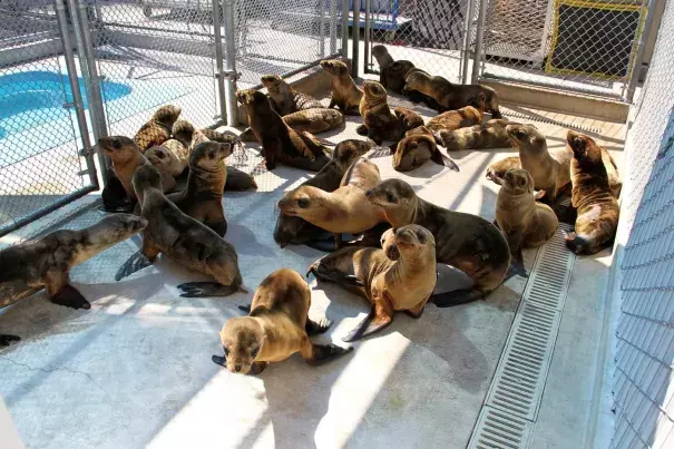 Emaciated juvenile sea lions undergoing rehabilitation at the Marine Mammal Center in California. Their plight is thought to have been triggered by the unusually warm water conditions that persist in the coastal Pacific Ocean, upsetting the usual food web upon which sea lions and other wildlife depend. Photo: NOAA Fisheries