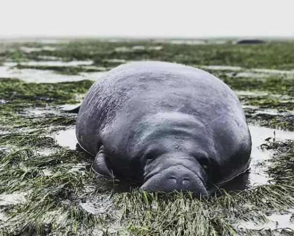 Marine animals, like manatee, became stranded as Irma pushed water away from Florida's west coast on Sunday, producing negative storm surges. Photo: Michael Sechler/ Facebook