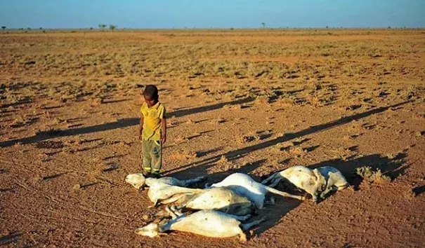  A boy looks at dead goats in a dry land close to Dhahar in Puntland, northeastern Somalia, on December 15, 2016. Drought in the region has severely affected livestock for local herdsmen. Photo: Abdi Waham, AFP, Getty Images