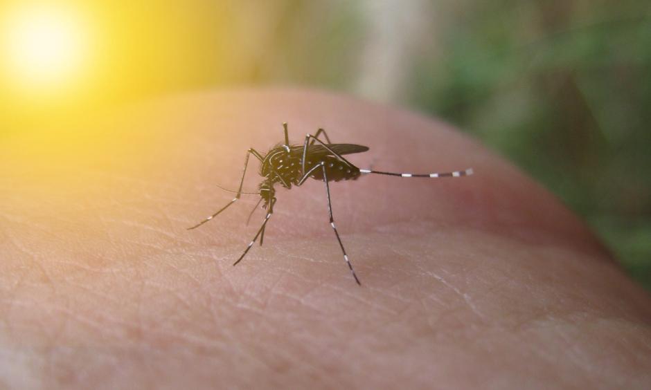 On July 29, 2016, Florida and federal officials confirmed the first local spread of the Zika virus through infected mosquitoes in the continental United States.