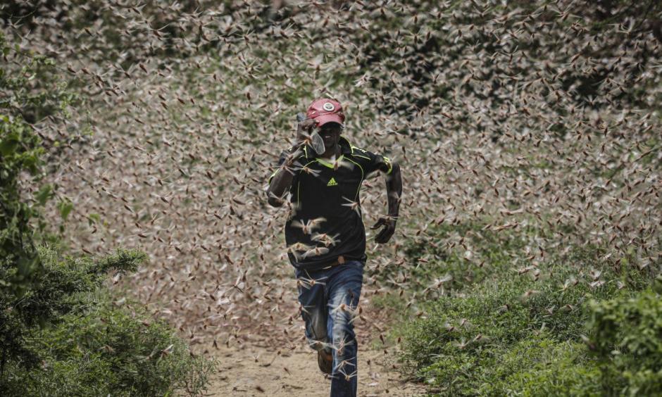 locust outbreak driven by climate change 
