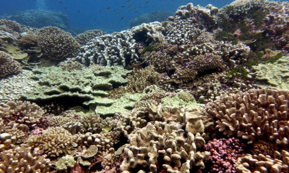 A pristine coral reef near the remote Millennium Atoll in the central Pacific. Photo: Jennifer Smith