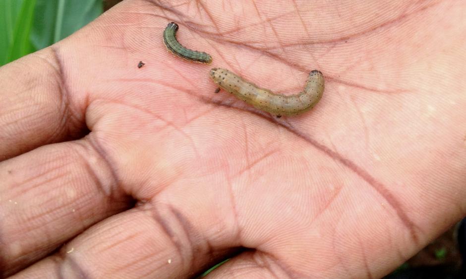 A fall armyworm, right. Photo: Taonga Clifford Mitimingi/Bloomberg