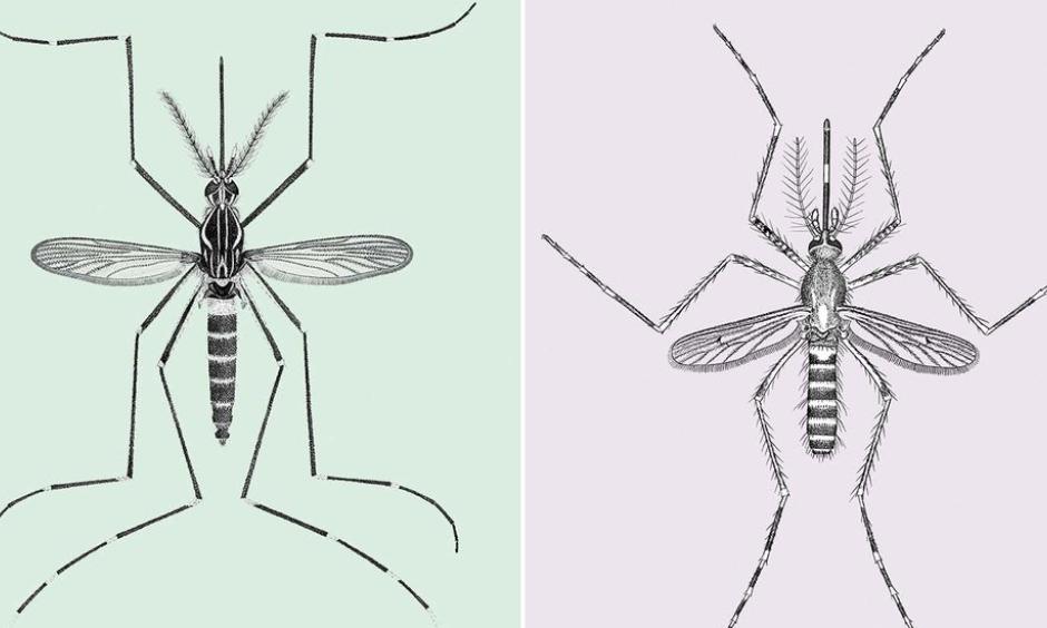 Aedes aegypti (left) and culex tarsalis (right). Image: Vichai Malikul/Department of Entomology/Smithsonian Institution