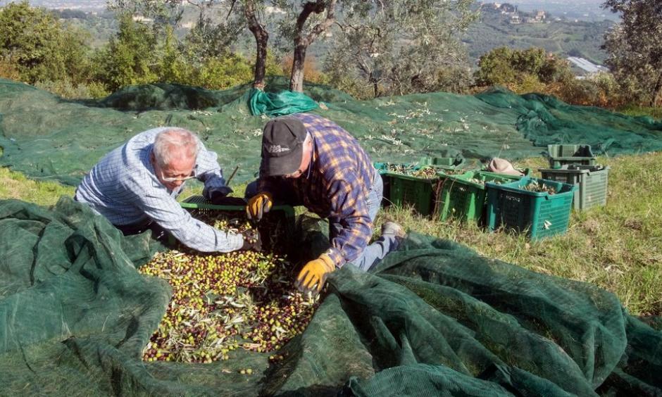 Harvesters gathering olives at Capezzana, the Contini Bonacossi family estate in Prato, Italy. Photo: Massimo Berruti for The New York Times