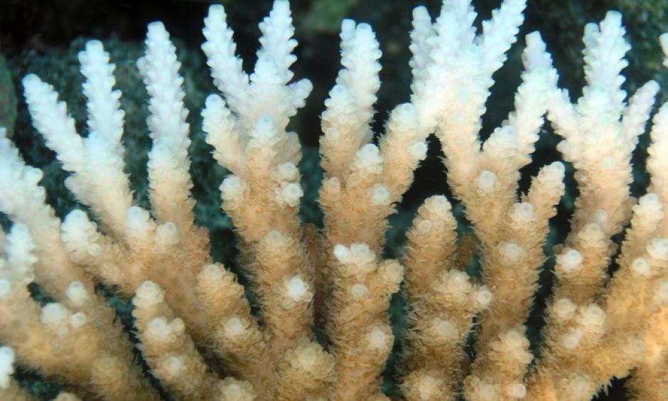 The white tips on this coral are a reflection of "bleaching" and declining coral health. Image: Oregon State University/flickr