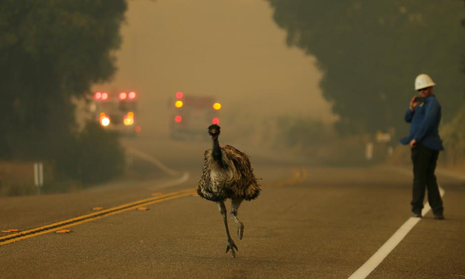 An emu escapes a wildfire near Potrero, California, on Monday. In wildfire-prone areas, different animals have different responses to fire. Photo: Mike Blake, Reuters