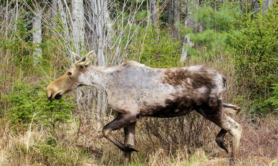 A female "ghost moose" with severe hair loss is seen in springtime in New Hampshire. Photo: Daniel Bergeron