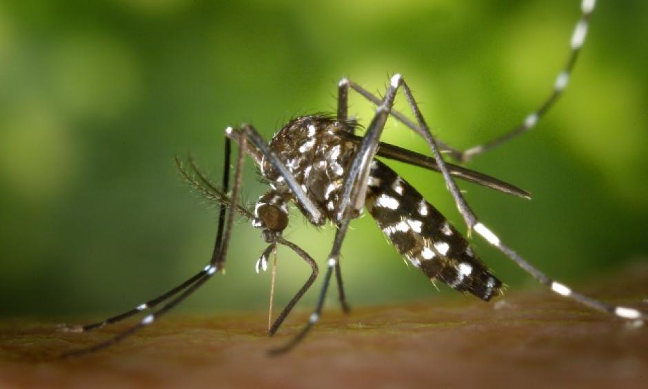 The Aedes albopictus mosquito, native to NYC, has been known to transmit Zika in other areas. Photo: Wiki commons