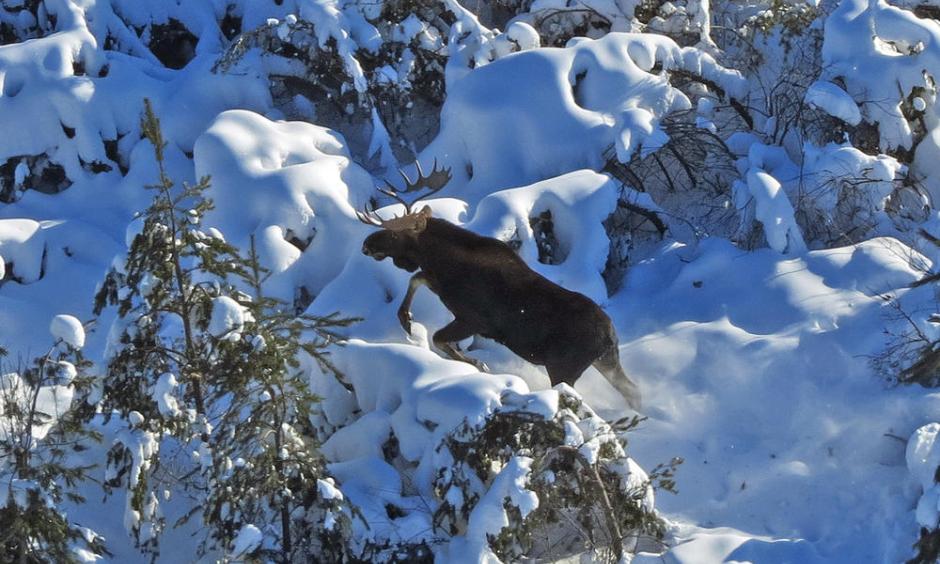 A bull moose moves through deep snow and brush while being observed during the Minnesota DNR's annual winter survey of the state's moose population in January. Photo: Mike Schrage, Fond du Lac Resource Management Division