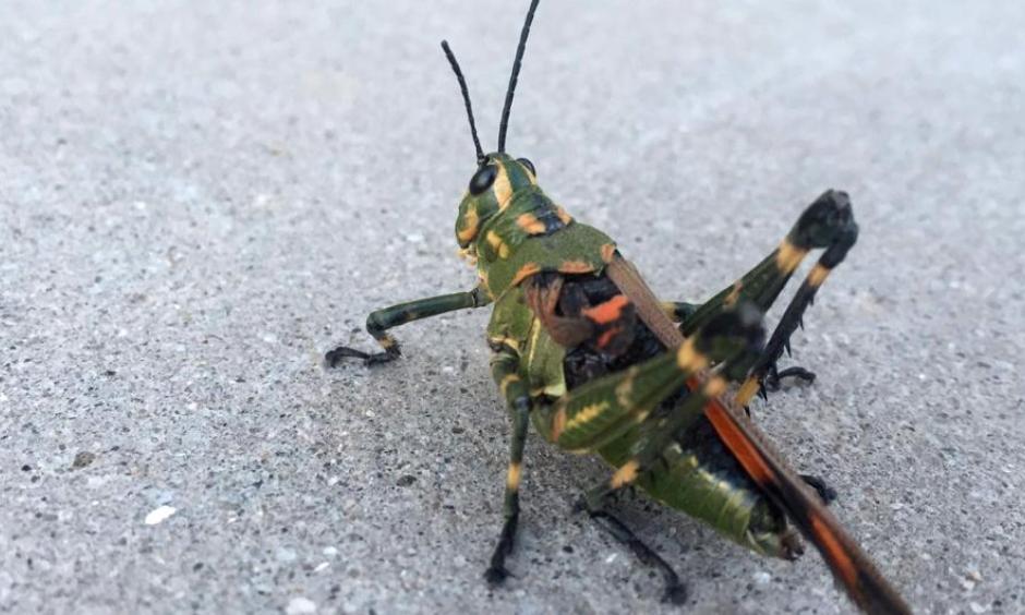 Parts of Argentina have been swarmed by a South American locust, Schistocerca cancellata, pictured here in Santiago Del Estero province. It is not found in North America. Photo: Juan Pablo Karnatz