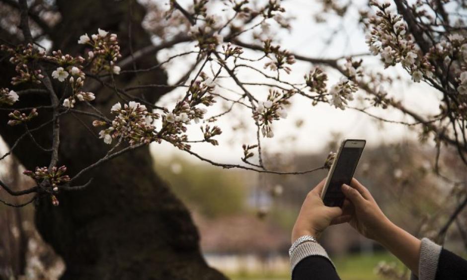 A woman uses her cell phone to take a pictures as the cherry blossoms begin to bloom at the Tidal Basin in Washington, DC, March 22, 2016. Photo: Jim Watson, AFP/Getty Images)