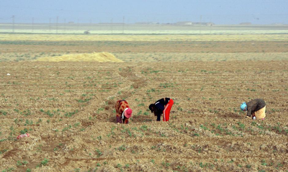 Women working in fields in northeastern Syria in 2010. Photo: Louai Beshara, Agence France-Presse