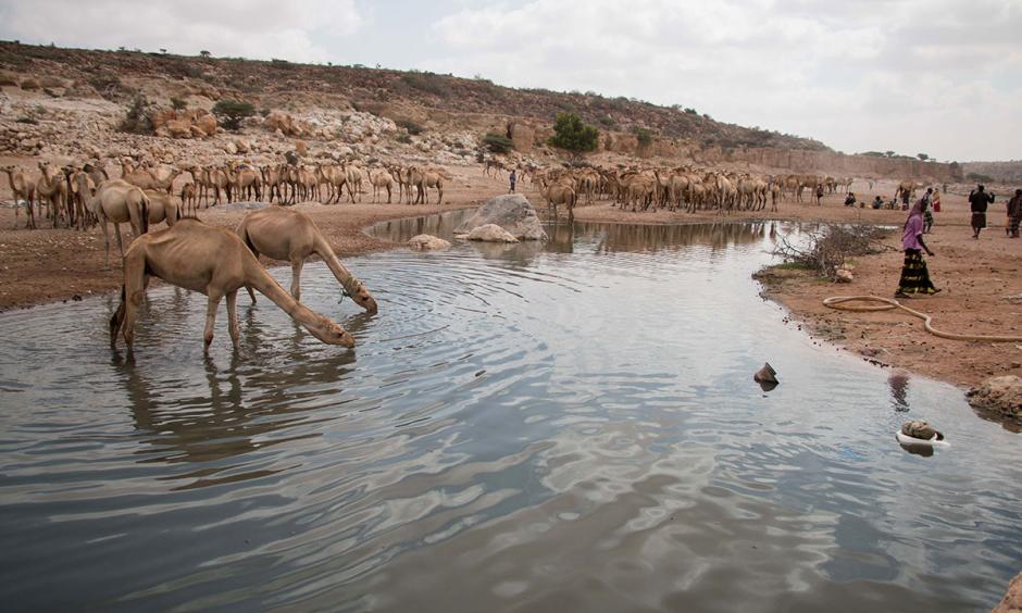 The diminishing stream at Dhudi, Bandar Bayla district in eastern Puntland. It is currently the only running water source within a 75km radius. Photo: Ashley Hamer, Al Jazeera
