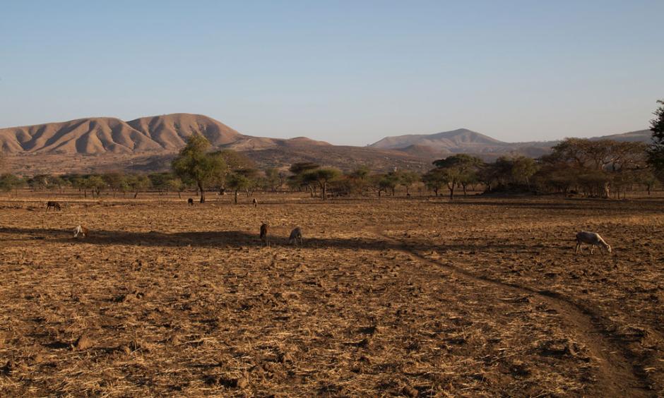 Drought associated with the El Niño phenomenon has severely affected Arsi, Ethiopia. Photo: OCHA/Charlotte Cans