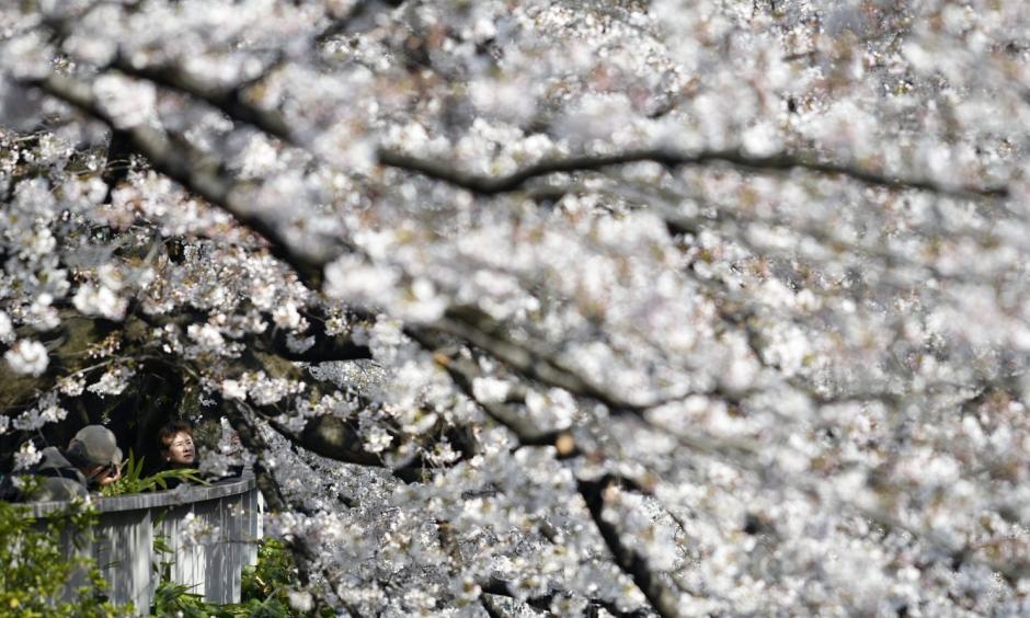 People take pictures of cherry blossoms in full bloom along a river in Tokyo on April 4. Photo: Franck Robichon, European Press