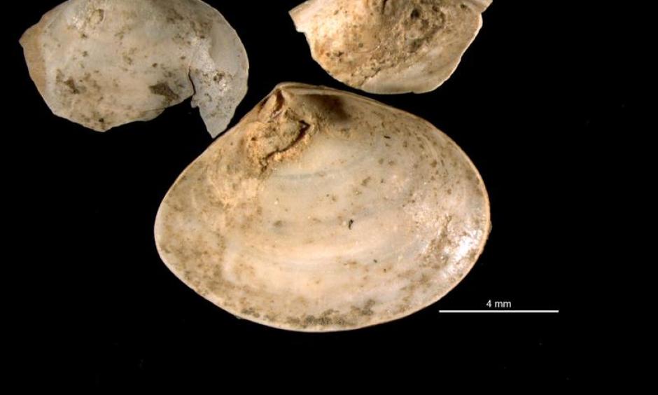 Mizzou researchers studied fossils of clams called Abra segmentum valves that had been infected by trematodes, collected from nothern Italy. Photo: Scientific Reports