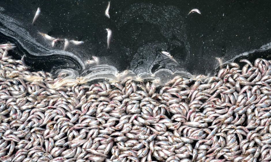 Dead sardines in Redondo Beach, Calif. Credit: Noaki Schwartz/Associated Press