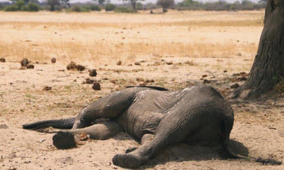 Dead elephant lays in the Hwange National Park, Zimbabwe. Credit: AP