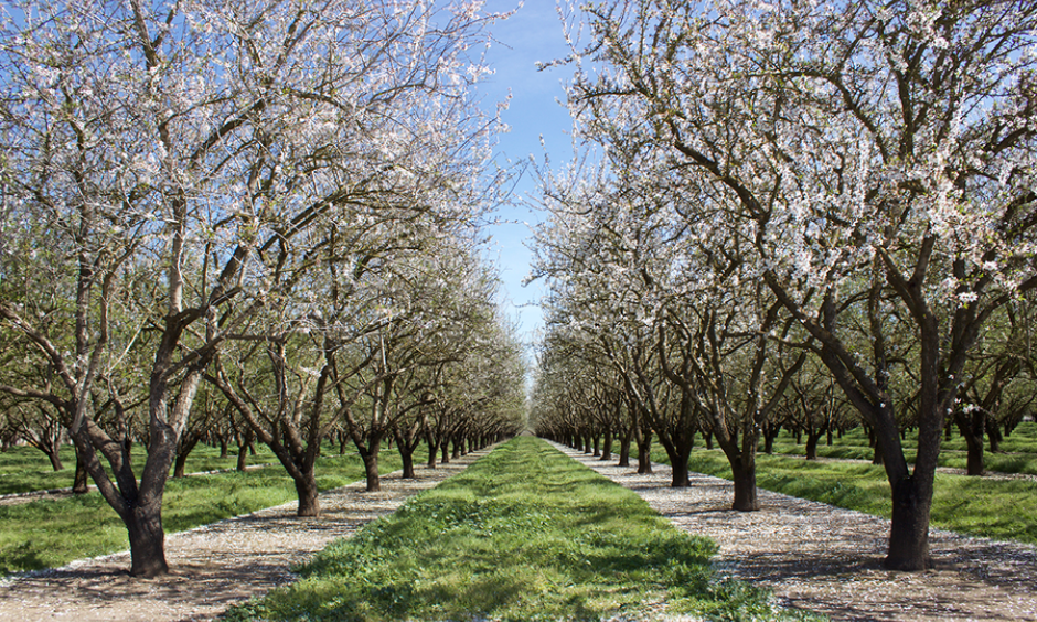 Almond blossoms give a taste of spring at the Kimmelshue Orchards in Durham, Calif., on March 8. Photo: Jessica Mendoza, Christian Science Monitor