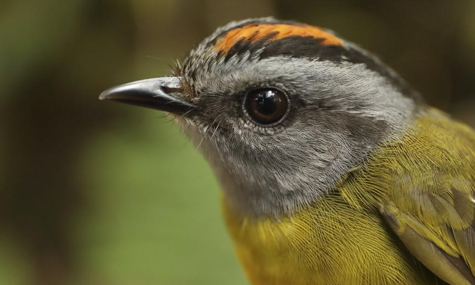 This 2017 photo provided by Graham Montgomery shows a russet-crowned warbler in the Cerro de Pantiacolla mountain in Peru. The high-elevation tropical species lives only near the top of the mountain (above 1350 meters). Between 1985 and 2017, biologists estimate a 72% decline in population on this mountain, as climate change shrinks habitat for ridgetop birds. A new study on mountaintop extinctions was published Monday, Oct. 29, 2018, in PNAS. Photo: Graham Montgomery, AP